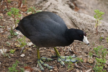 Waterfowl