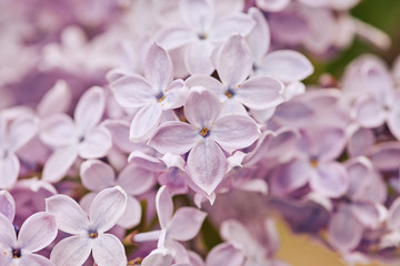 Fragrant lilac blossoms Syringa vulgaris . Shallow depth of field