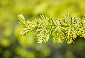 Sprig of green spruce on a blurred background
