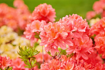 Orange and yellow Rhododendron flowers blooming outdoors in the garden in summer