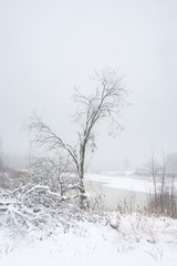 Frozen plants and tree outdoor winter lakeside