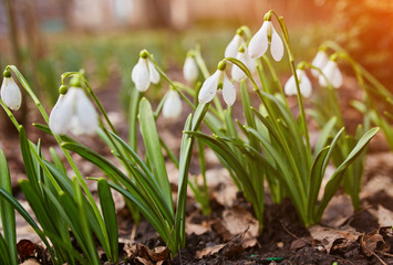 Spring snowdrop flowers blooming in sunny day.