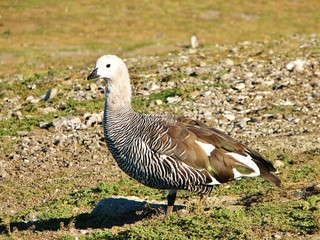 caiquen, magallanes, patagonia, chile