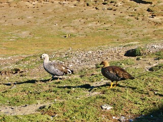 couple, caiquen, magallanes, patagonia, chile