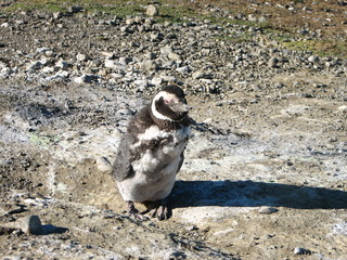 penguin, feathers, magallanes, patagonia, chile