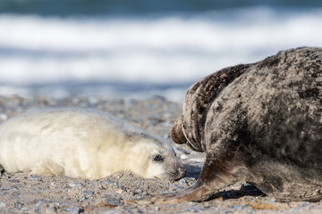 Helgoland - Düne - Robben - Mutter und Kind