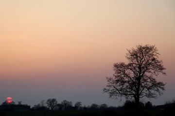Fototapeta na wymiar Baum im kalten Sonnenuntergang