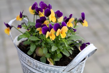 Kleiner Blumentopf auf der Terrasse