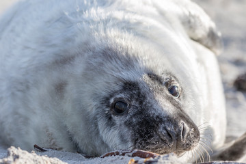 Helgoland - Düne - Robbenbaby gleichgültig nah