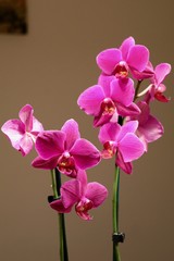 Rote Orchidee auf dem Wohnzimmertisch