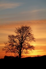 Fototapeta na wymiar Einsamer Baum vor rotem Himmel