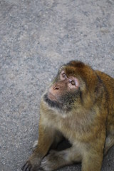 Naklejka premium gibraltar ape