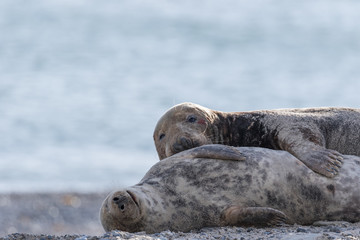 Helgoland - Düne - Robben - kuscheln am Strand