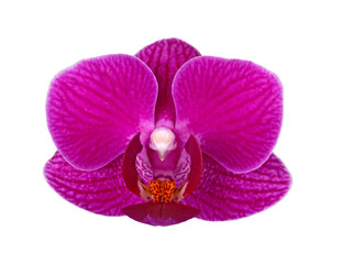 Fototapeta na wymiar Flower of a purple Phalaenopsis orchid isolated