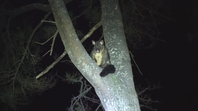 night shot of an australian brush-tailed possum in a tree in tasmania, australia
