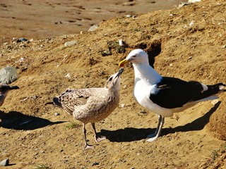 mom and son, magallanes, patagonia, chile