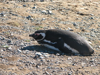 penguin, magallanes, patagonia, chile