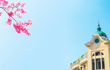 Cherry blossoms and building