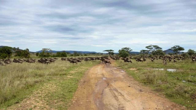 Wildebeest crossing a road wide 01