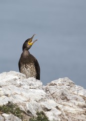 Great Cormorant (Phalacrocorax carbo)
