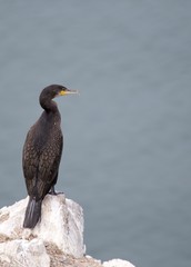Great Cormorant (Phalacrocorax carbo)