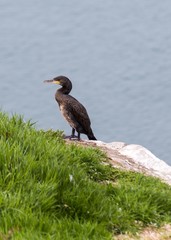 Great Cormorant (Phalacrocorax carbo)