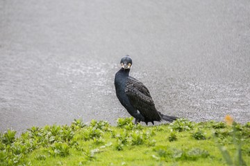 Great Cormorant (Phalacrocorax carbo)
