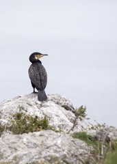Great Cormorant (Phalacrocorax carbo)
