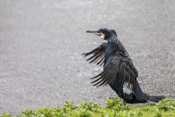 Great Cormorant (Phalacrocorax carbo)
