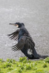 Great Cormorant (Phalacrocorax carbo)