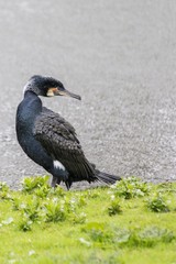 Great Cormorant (Phalacrocorax carbo)