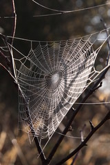 Spinnennetz mit Morgentau