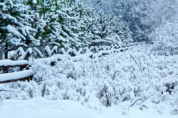 Fototapeta na wymiar Winter fir trees and wooden rail fence with a blanket of fresh snow in northwestern Montana