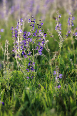 Szałwia łąkowa ( Salvia pratensis )