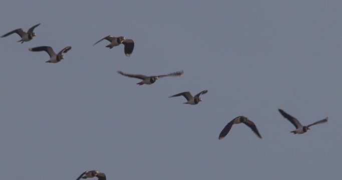 Lapwing birds in flight closeup slow motion