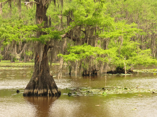 Bald Cypress trees on Caddo Lake, near Uncertain, Texas.