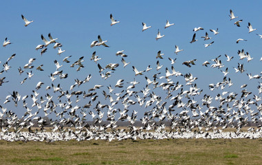 Snow Geese, Daphne Prairie, northeastern Franklin County, Texas.