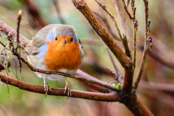 European robin closeup
