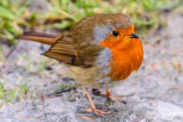 European robin closeup