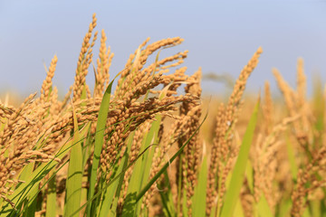 The golden rice is in the rice field