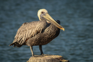 Resting Pelican on the Bay