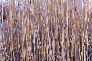 Fototapeta premium Dry reed