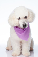 Sitting cute white poodle dog