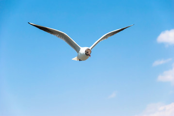 Seagull flying in blue sky