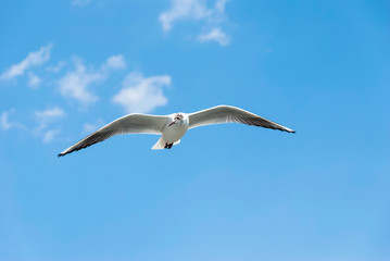Seagull flying in blue sky