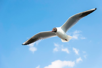 Fototapeta na wymiar Seagull flying in blue sky