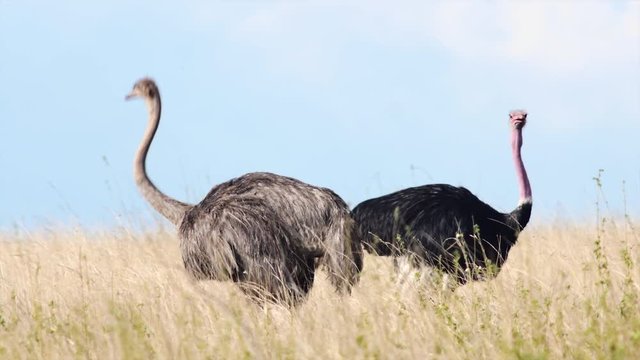 wildlife of Africa ostrich lifting it's head up in the savanna