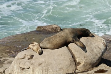 California Sea Lion Mother and Baby sleeping on rock La Jolla California San Diego