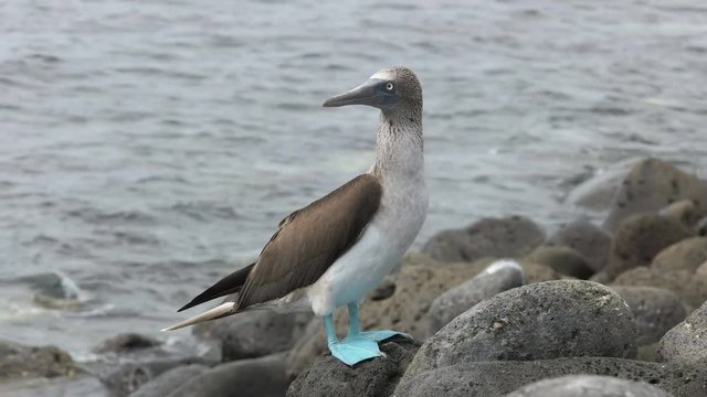 a blue-footed booby on the rocky shore of isla lobos in the galapagos islands, ecuador