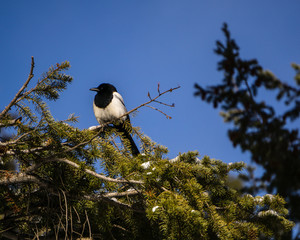 Magpie in Colorado